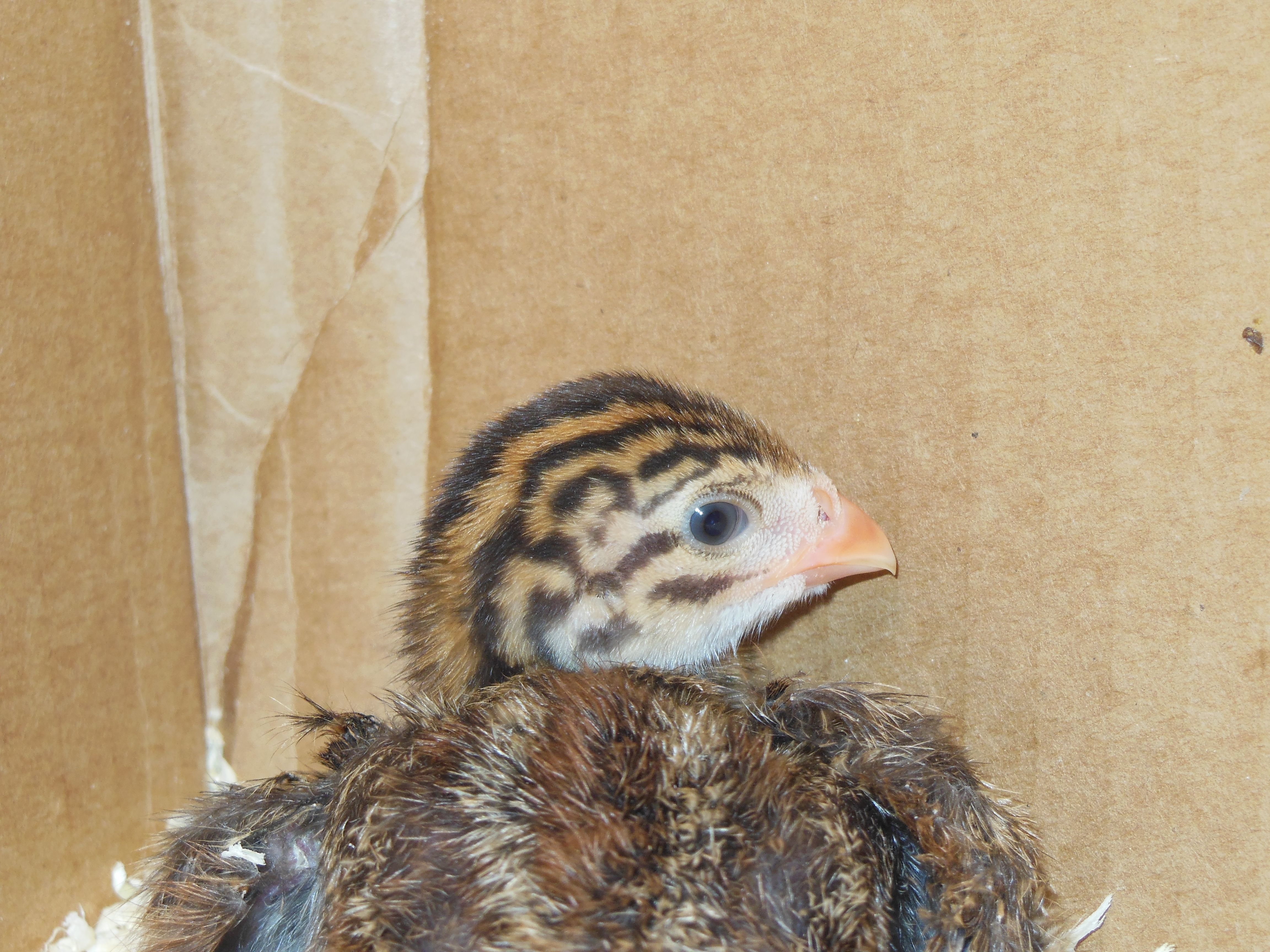 Ripper, 11 day old Guinea