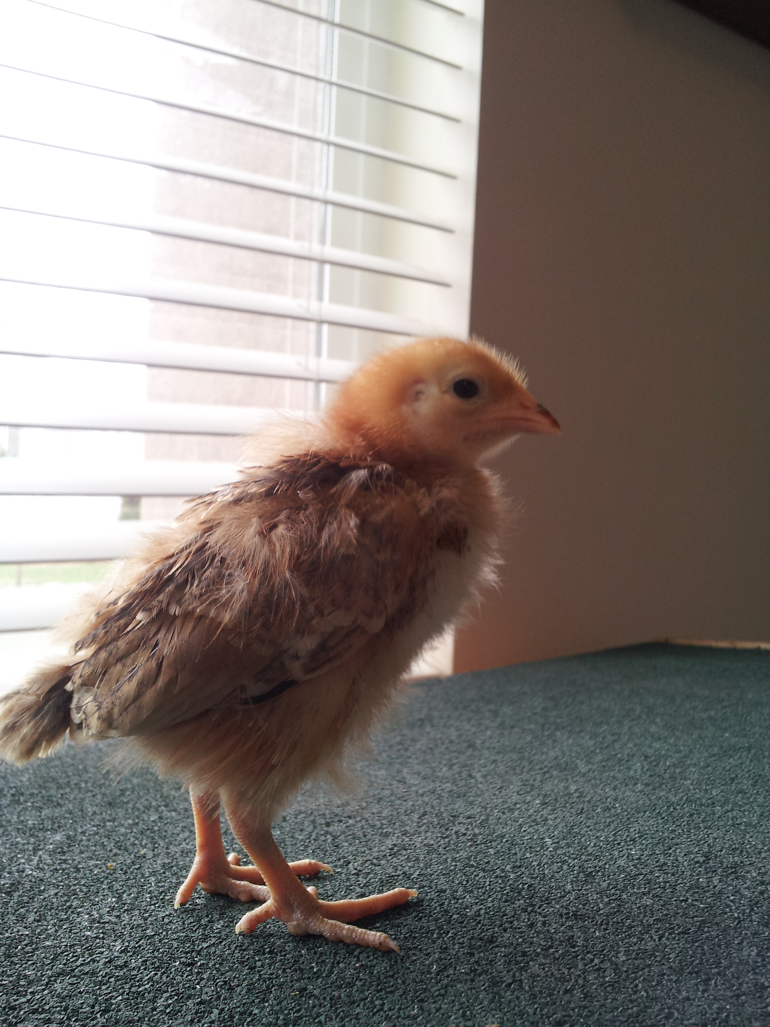 RIR 3 weeks old "Jax"