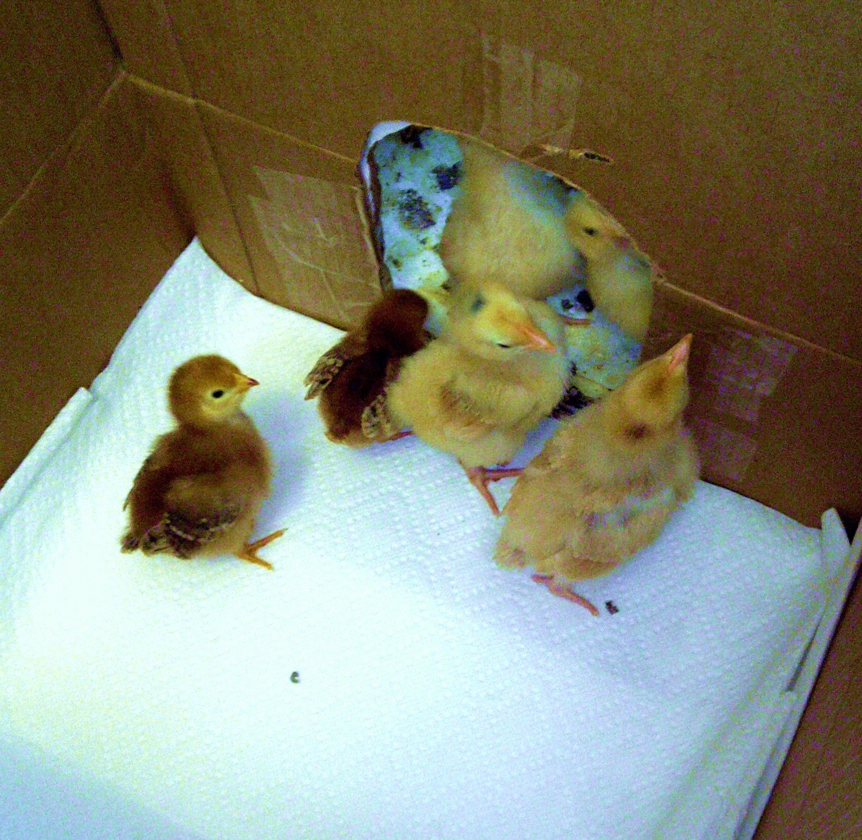 RIR about a week old.  BO about a week and a half.