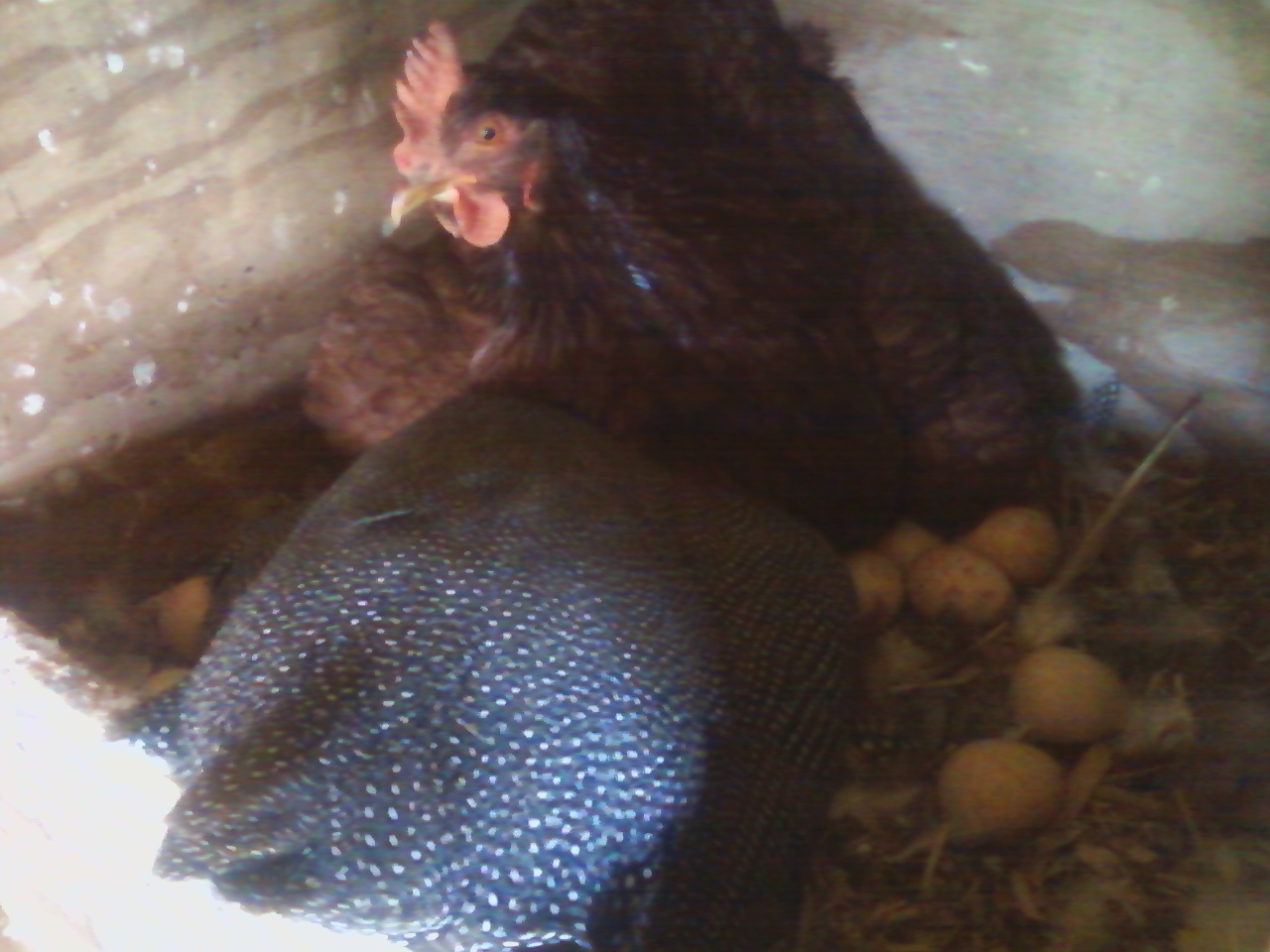 rir and guinea sharing their nest