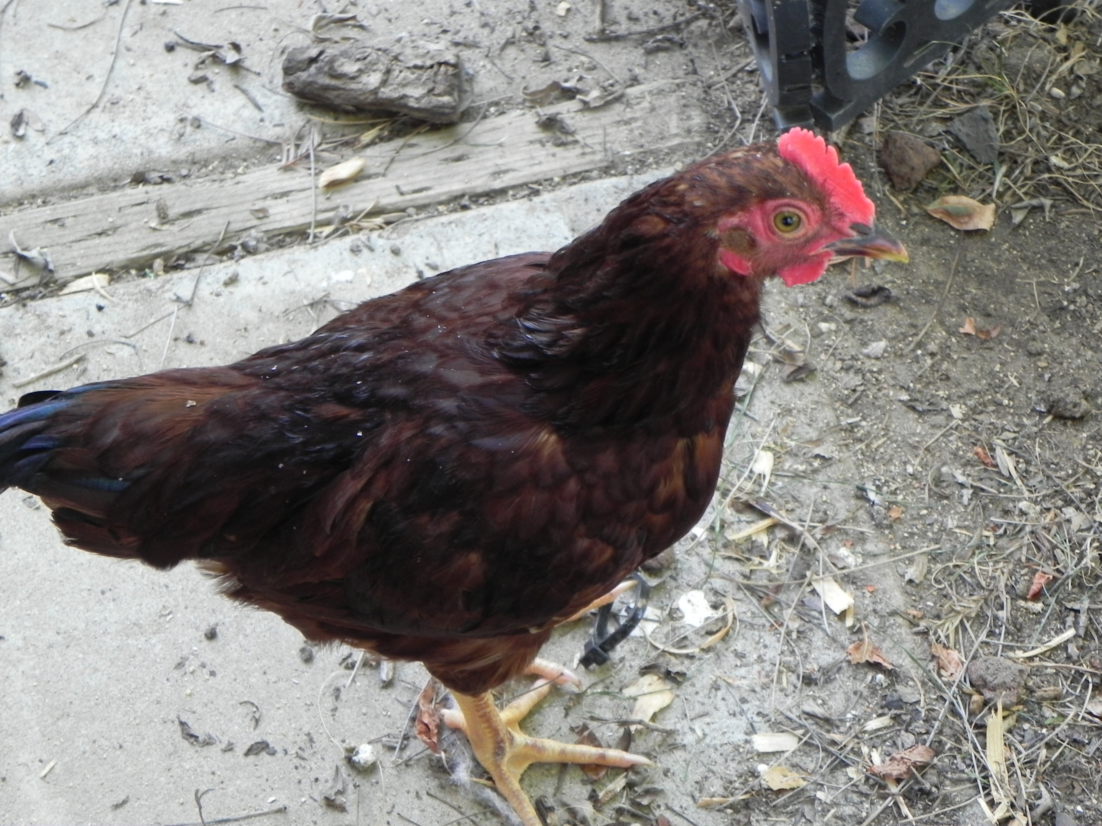 RIR bantam rooster before given away.