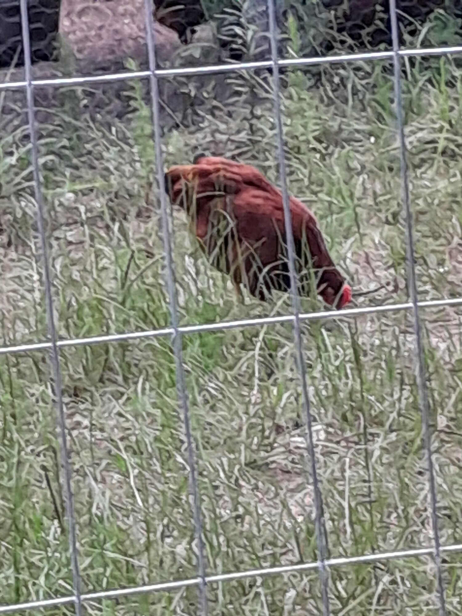 RIR chick enjoys new run extention