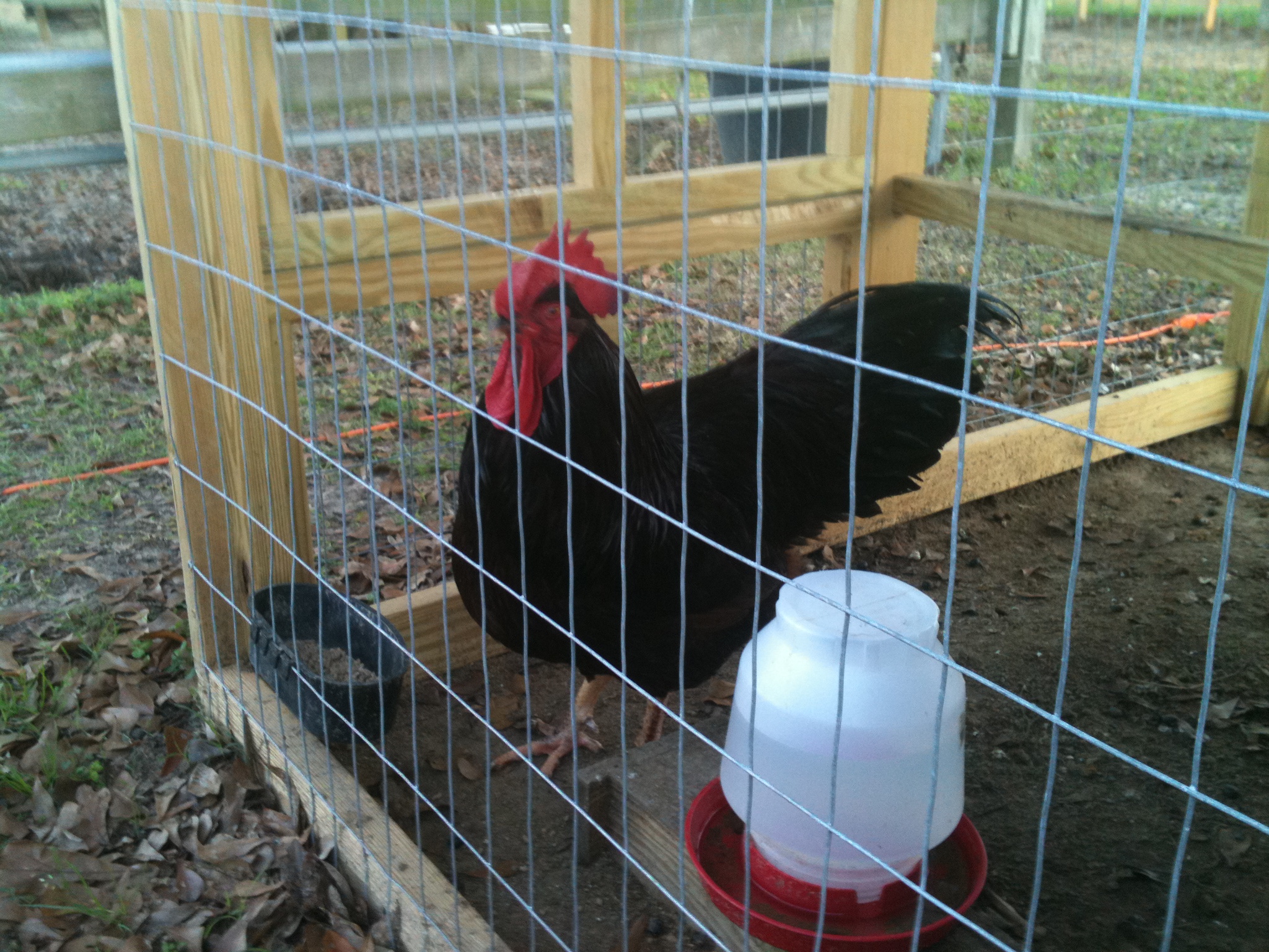 RIR Cockerel #2.jpeg