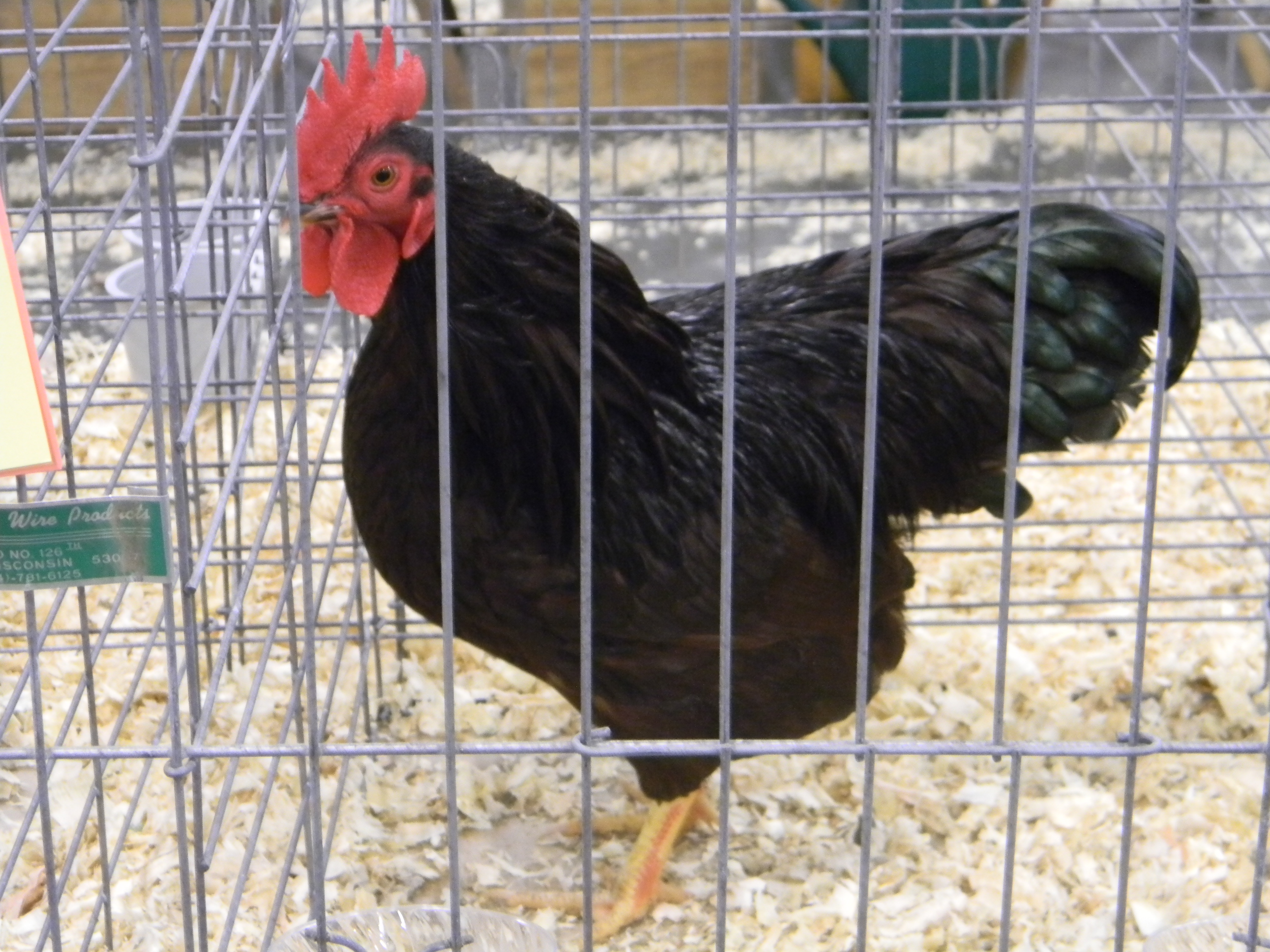 RIR Cockerel