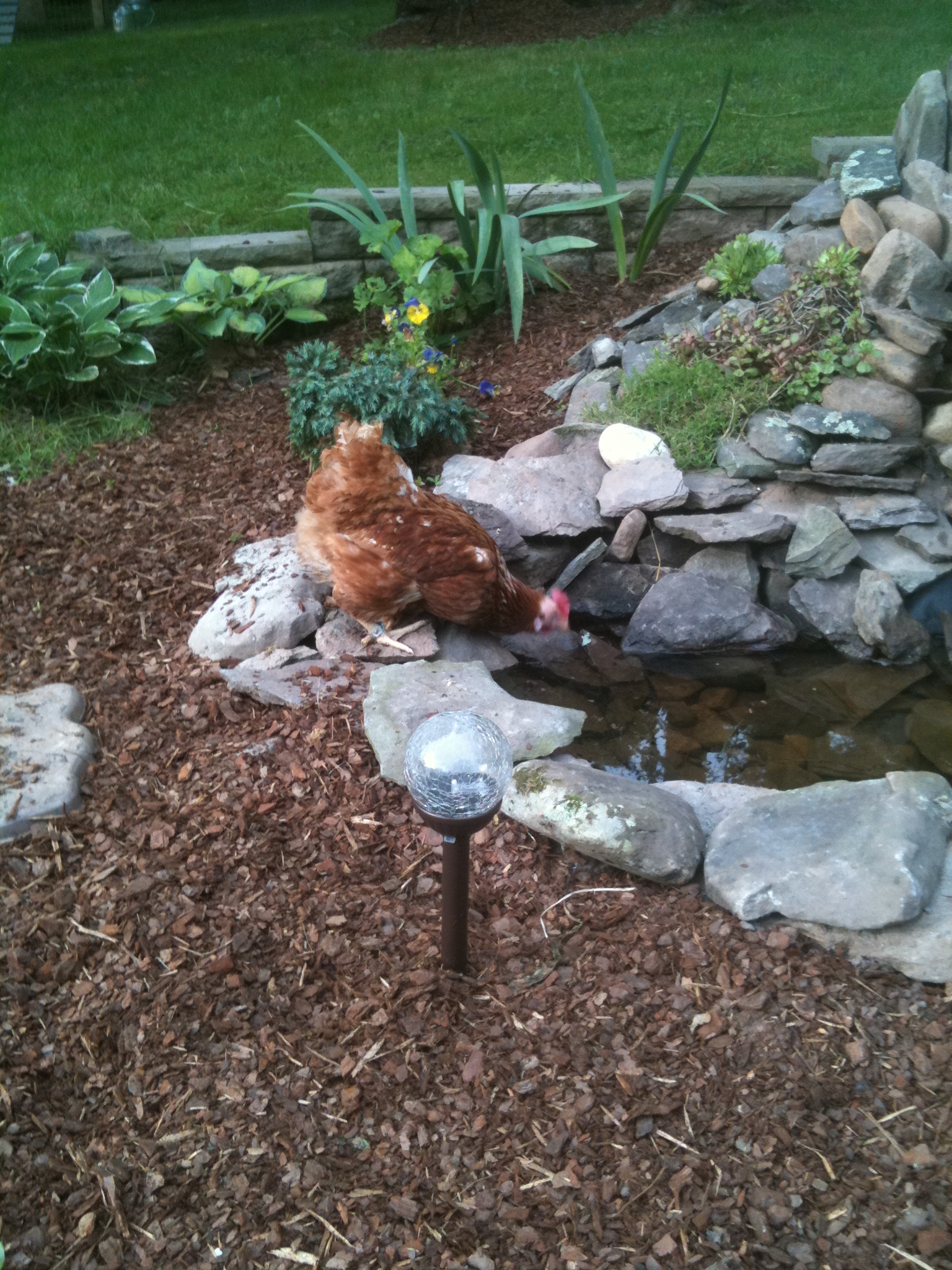 RIR drinking from pond