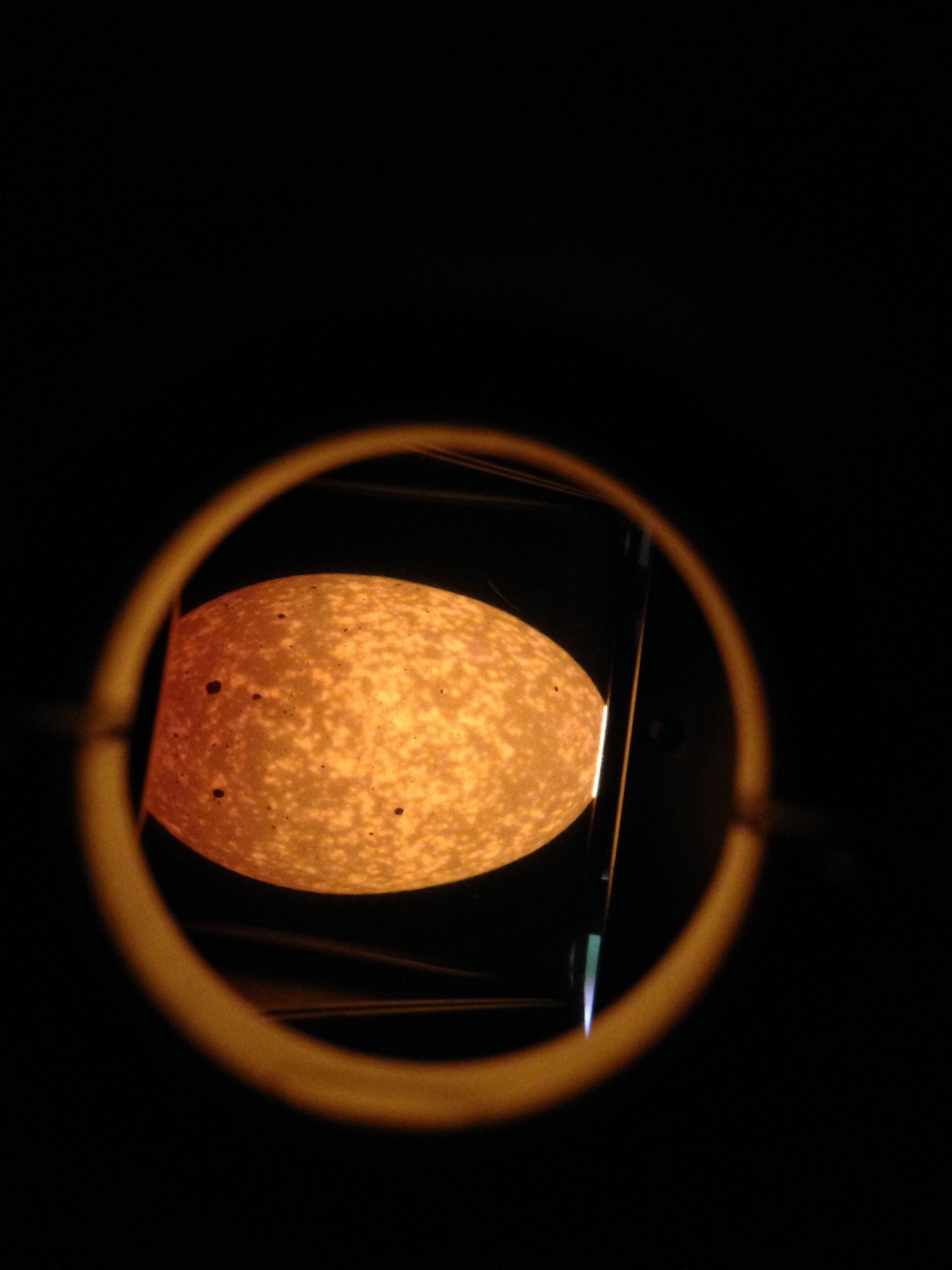 RIR, egg 2, very thin?