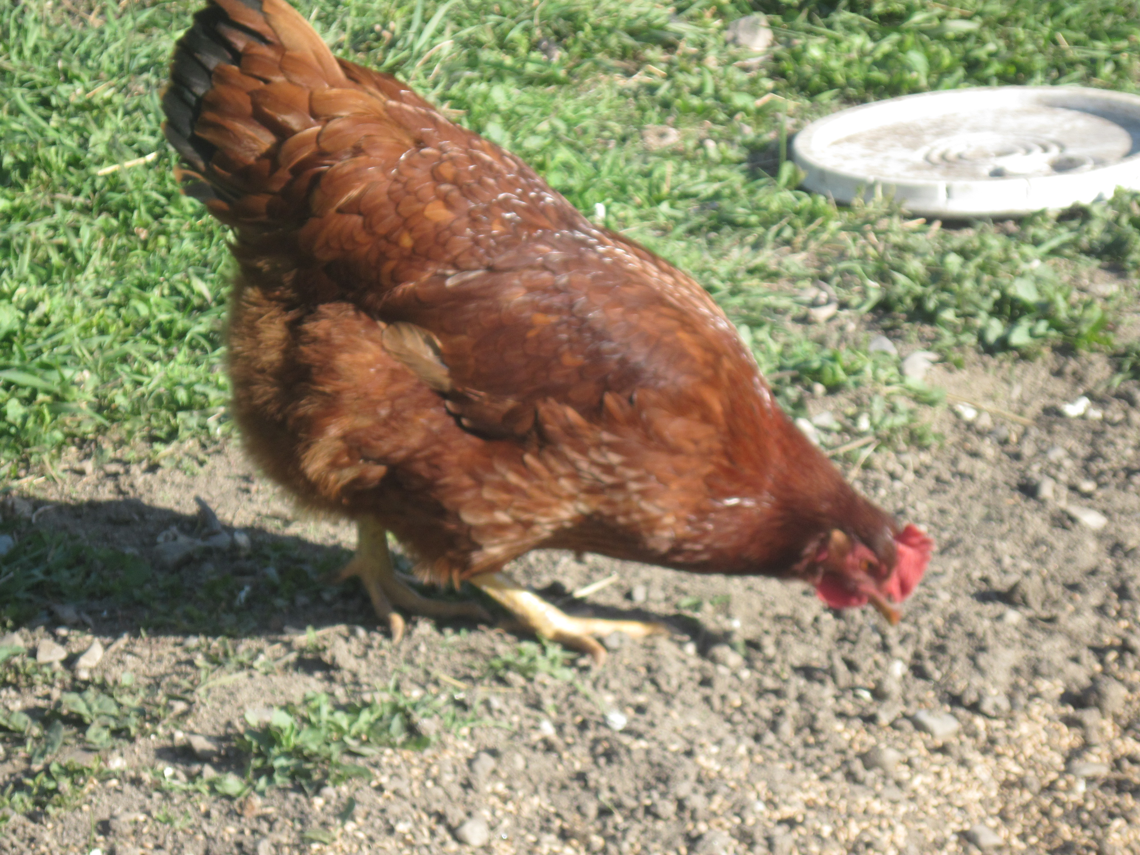 RIR hen from a breeder