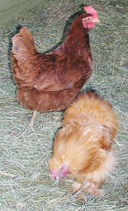 rir hen, silky rooster