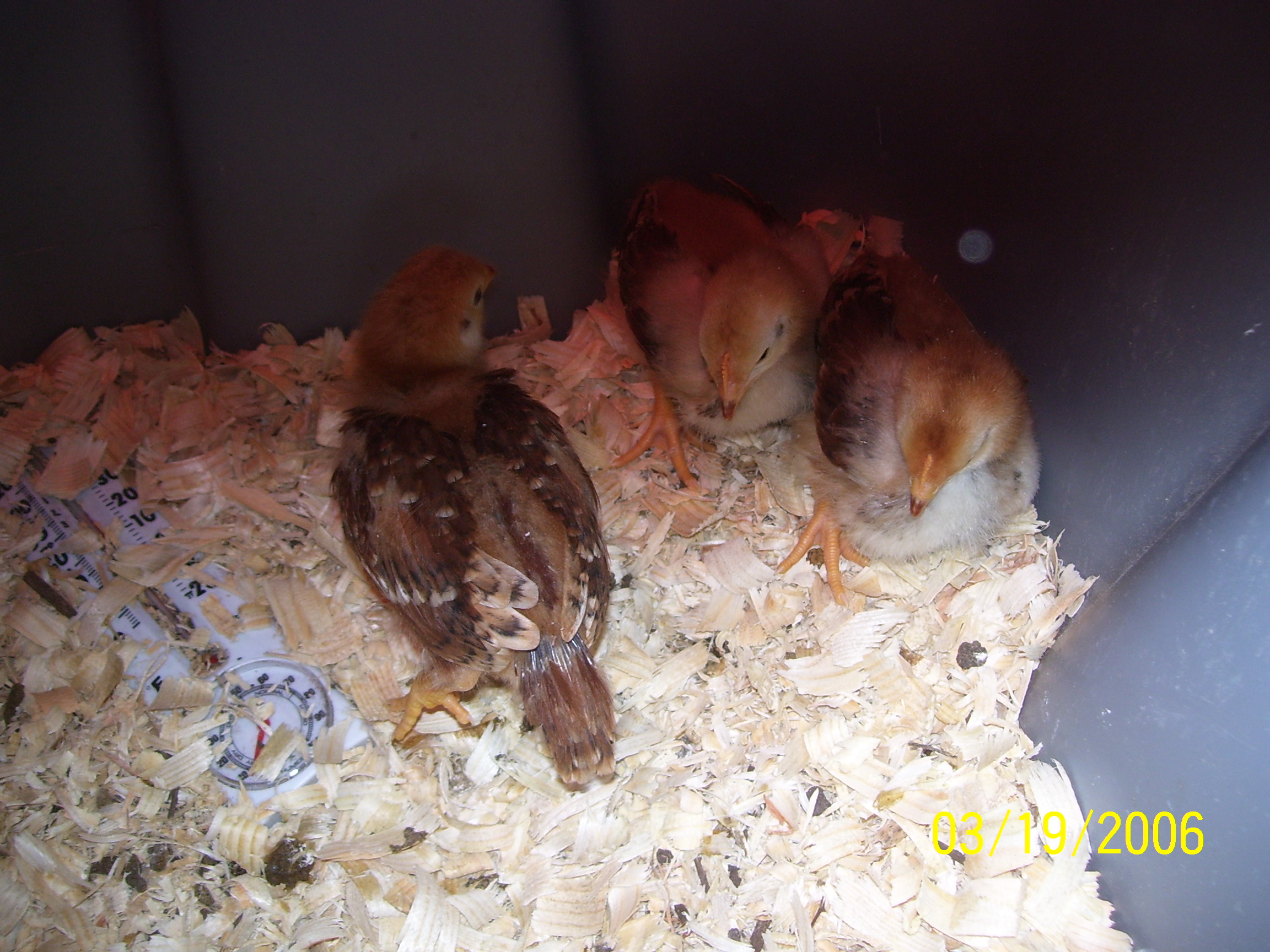 RIR hens