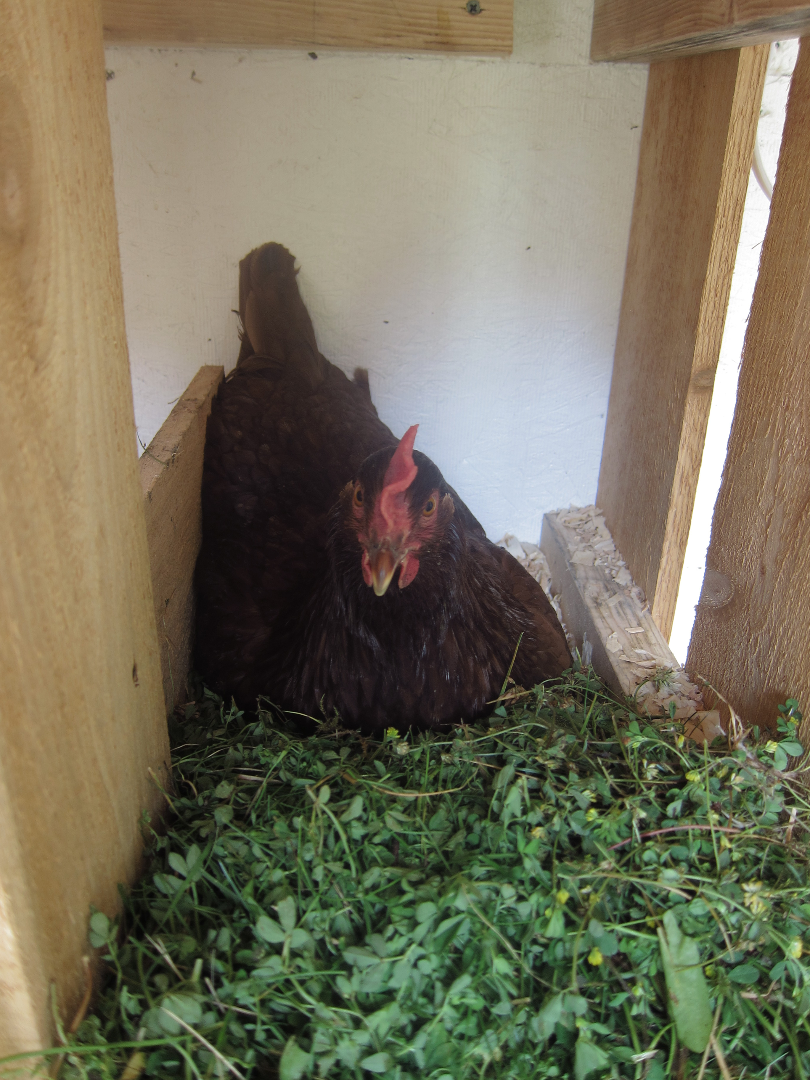 RIR in a nesting box.