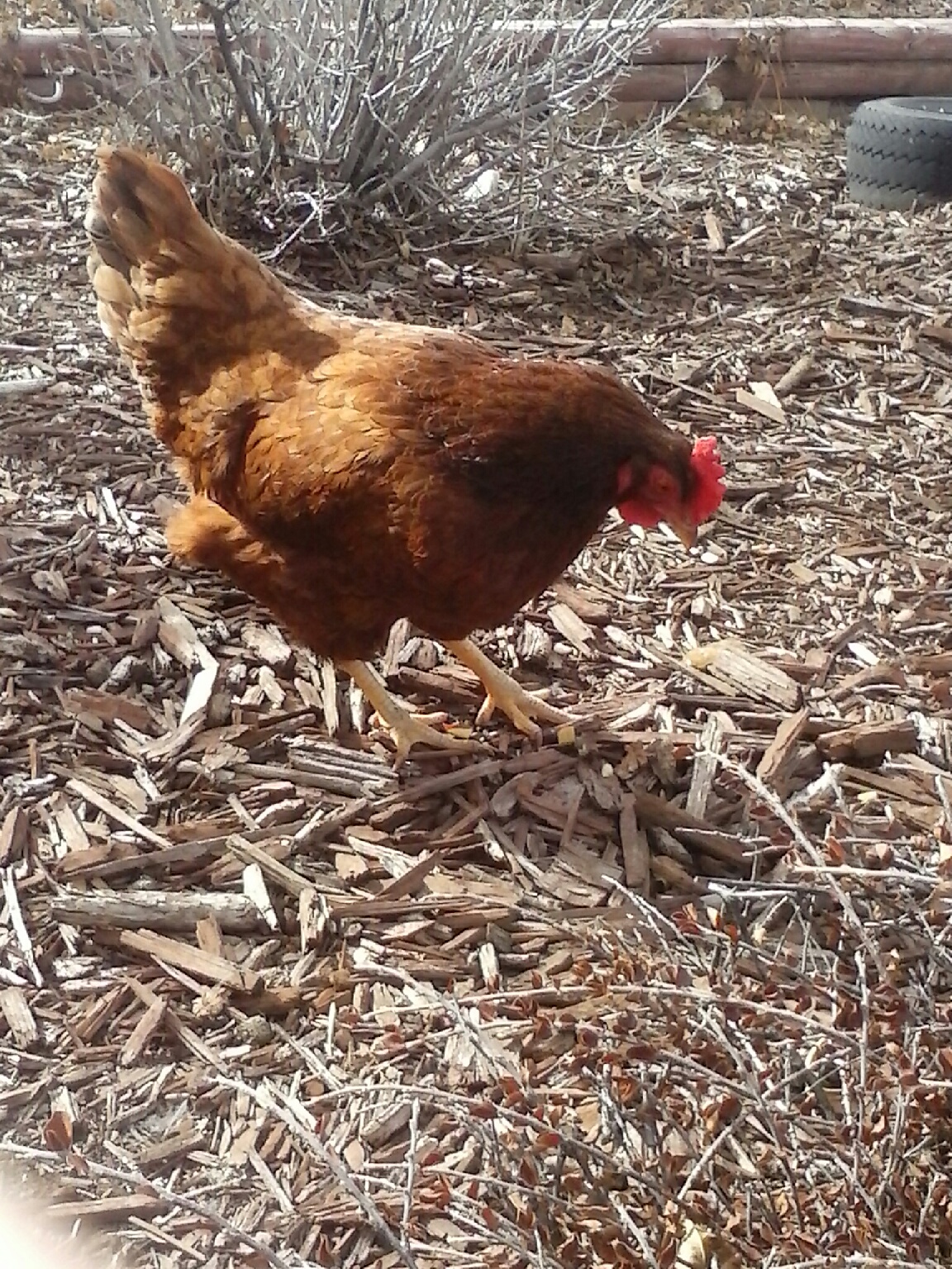 RIR, Rhode Island Red, Hen