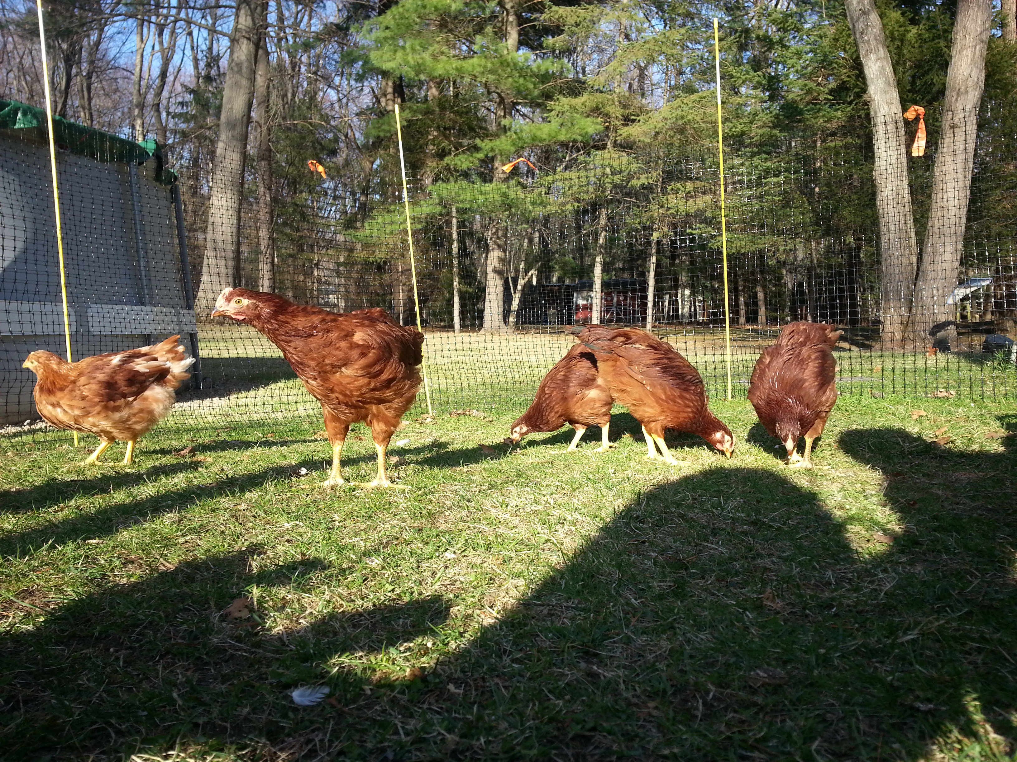 RIR's and a red star