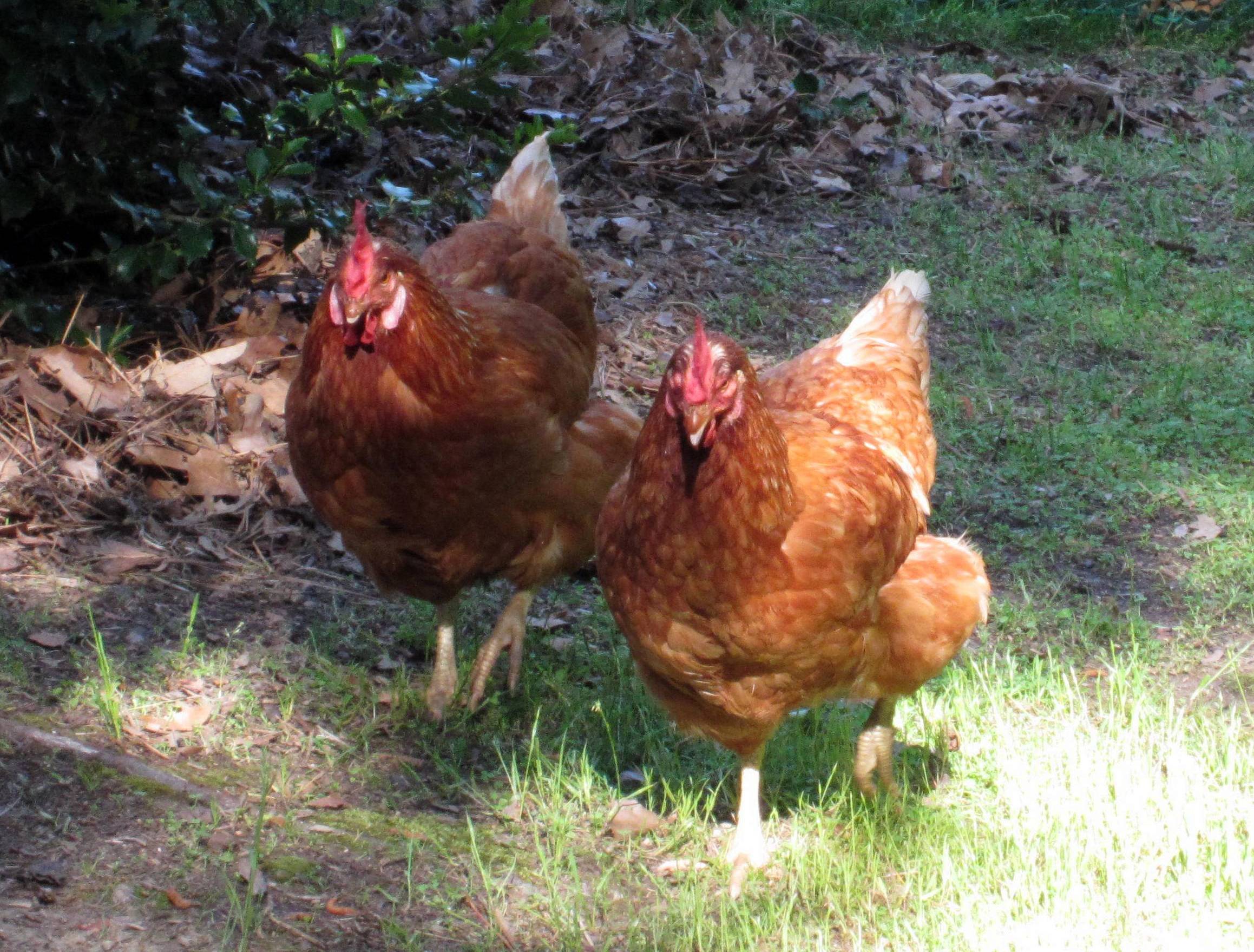 Rita and Eleanor running towards me looking for treats.