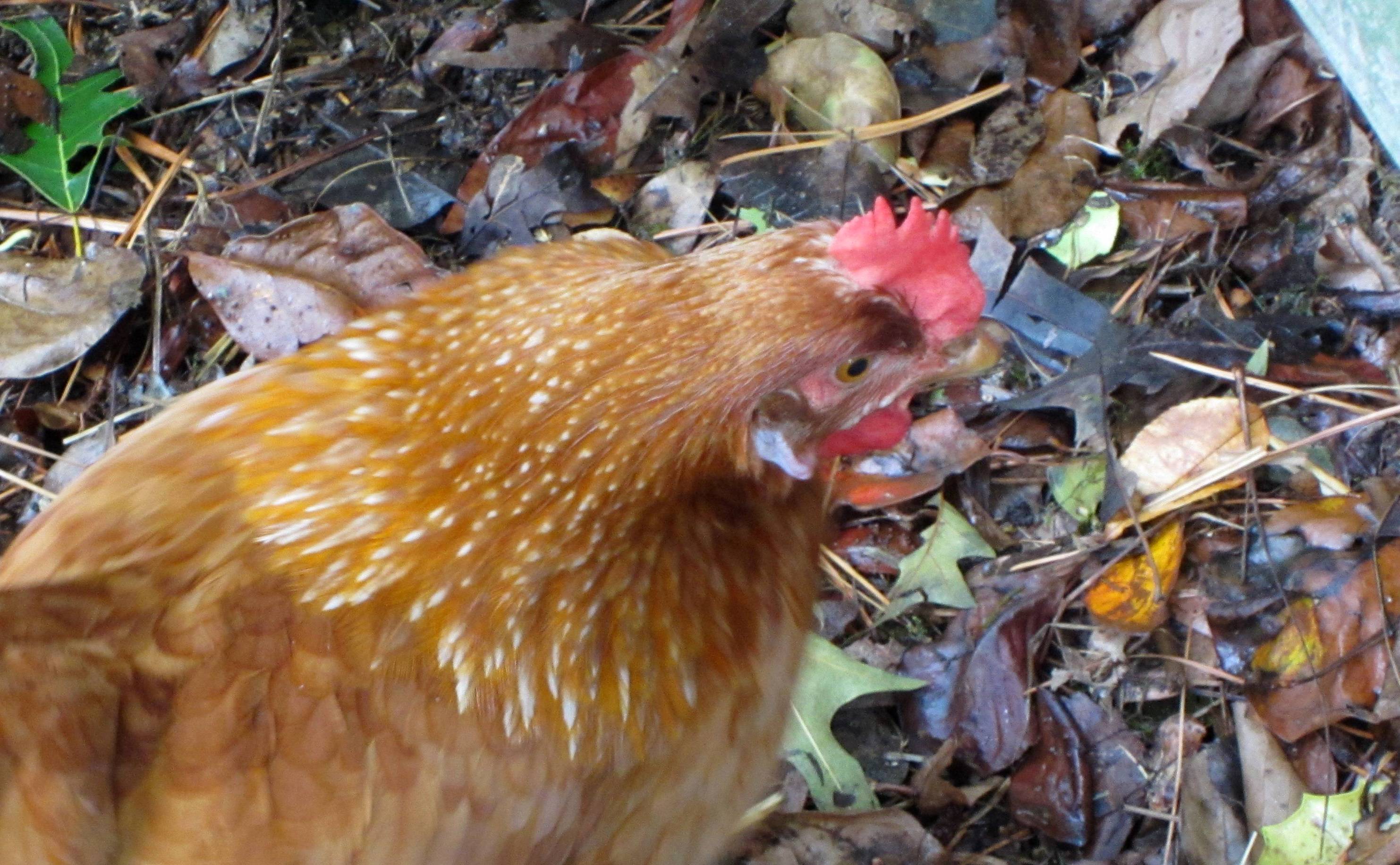 Rita in the leaves.