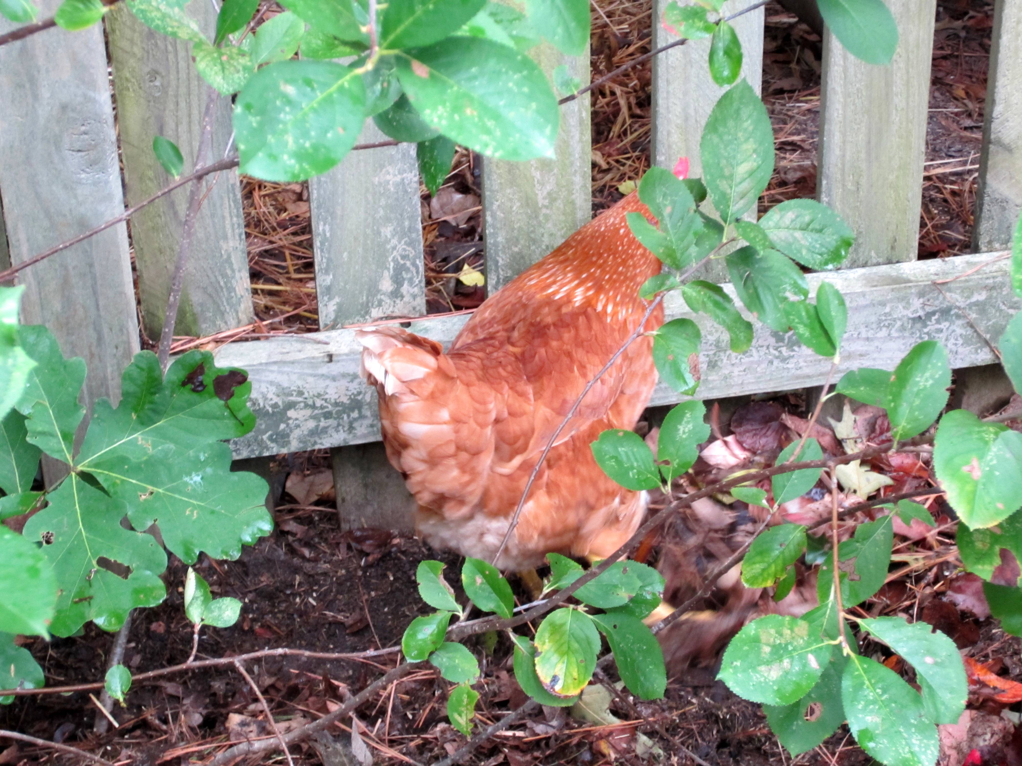 Rita looking for bugs.