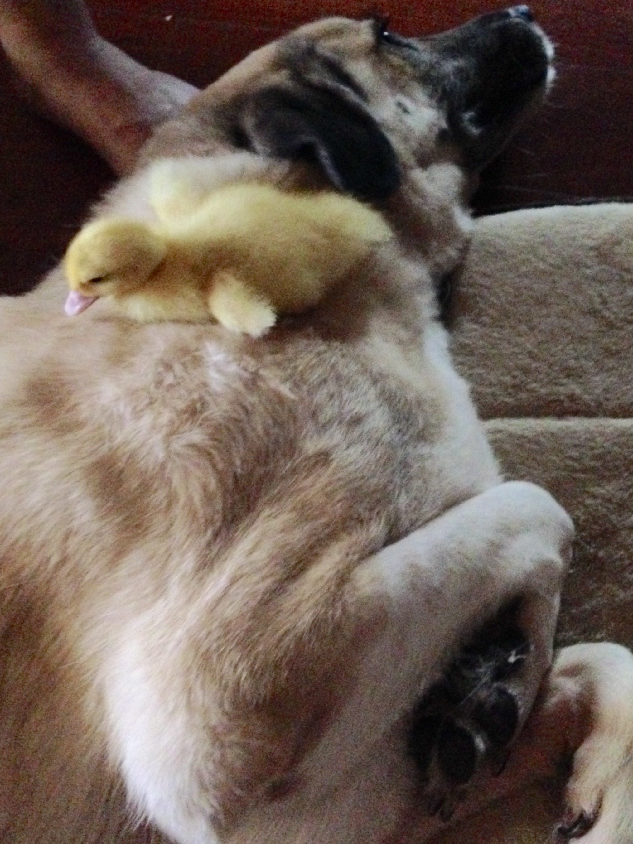 River with Vader June 26, 2015