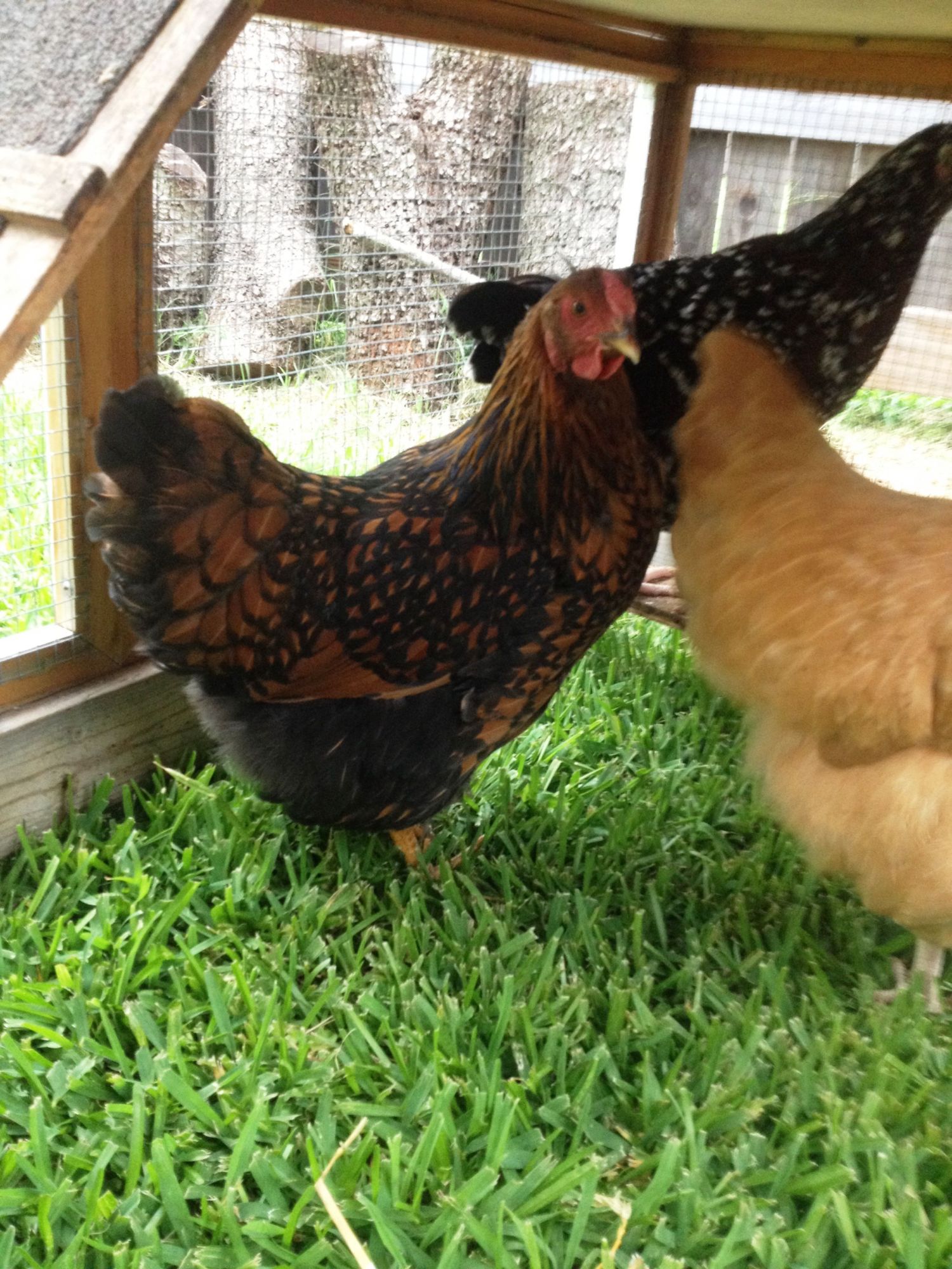 Rizzo (GLW), Peepers (SS) & Chance's booty (BO)