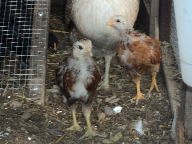 RJ & Deuce - 1 month old  [Can you tell RJ is part Easter Egger with those green legs?]