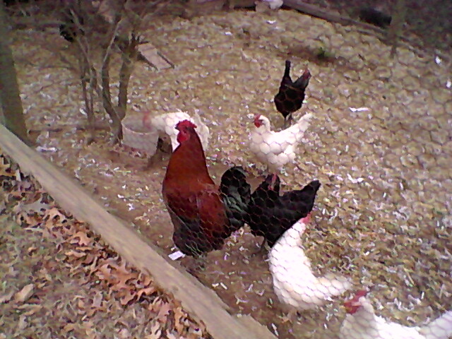 Road Runner and his hen's inside the run.