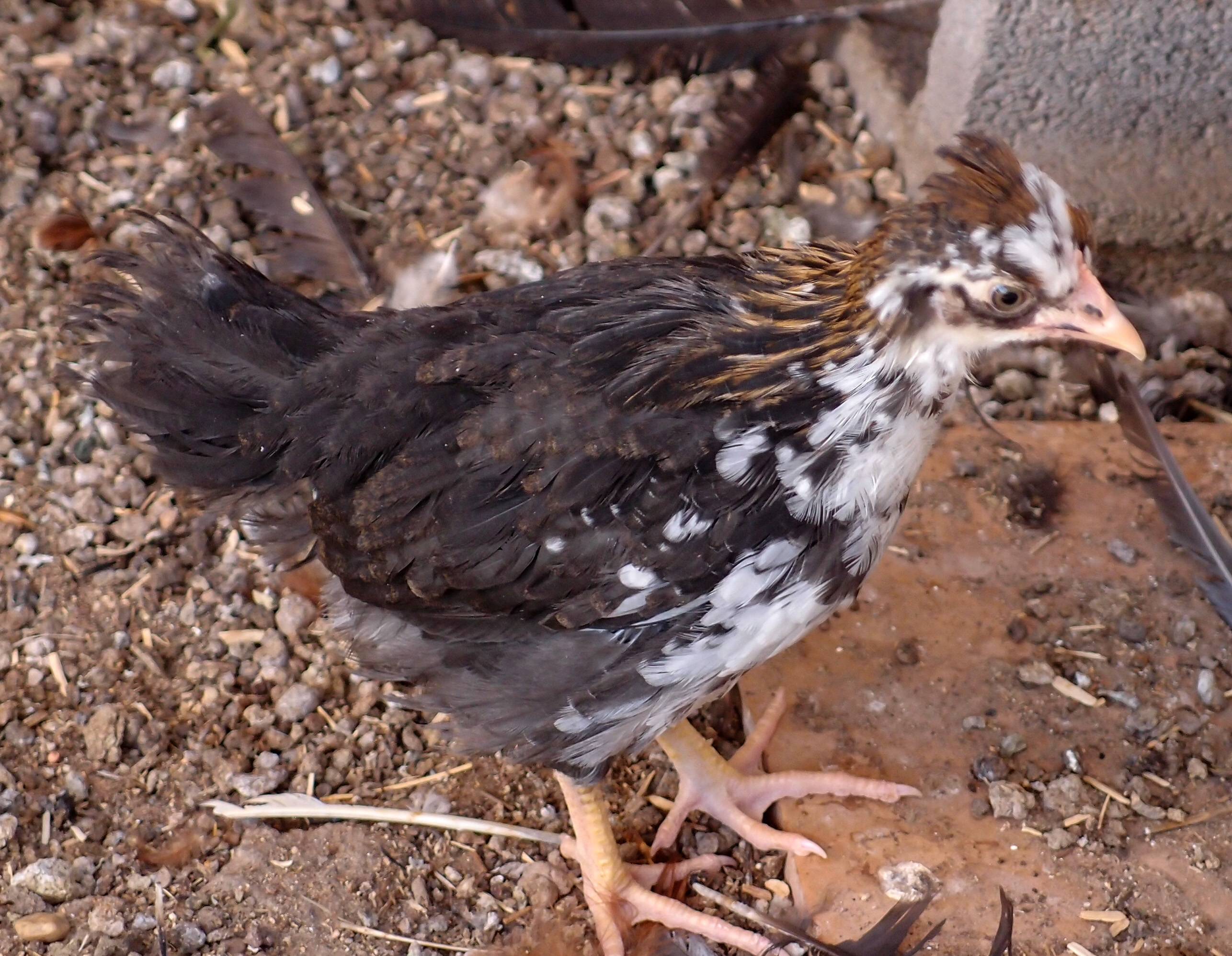 "Roadie" Black SFH pullet (maybe)