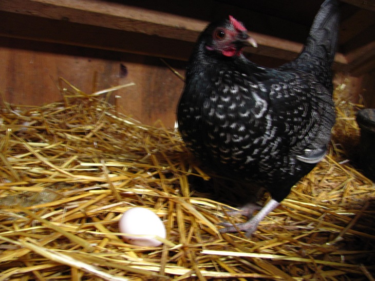 Roadrunner, one of my OEGB x Sebright bantams, with her very first egg.