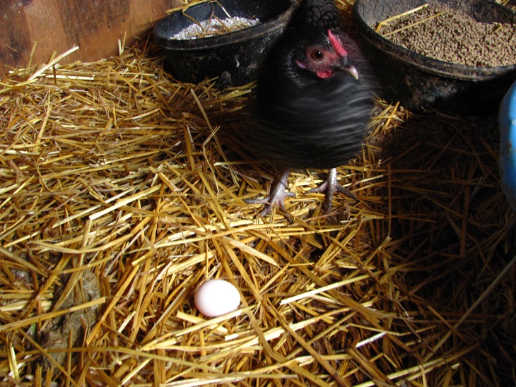 Roadrunner, one of my OEGB x Sebright bantams, with her very first egg.