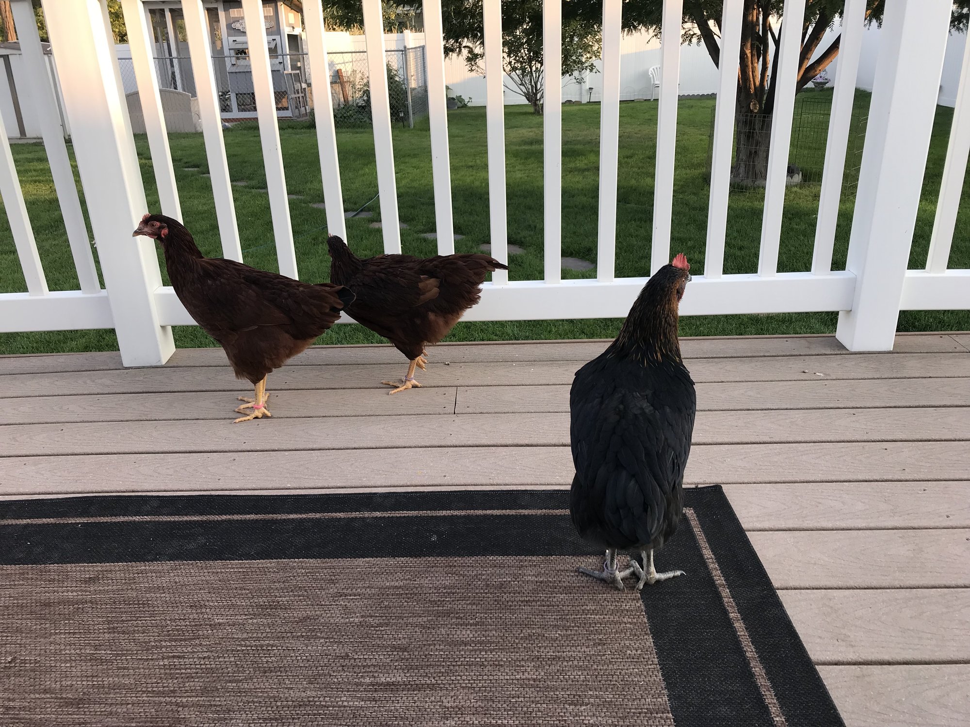 Roaming On The Deck