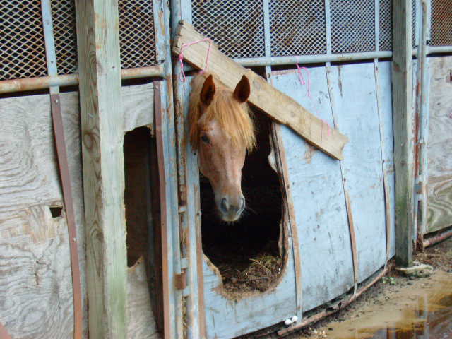 Roan in stall