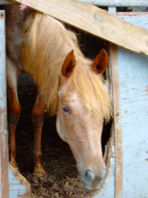 Roan in stall