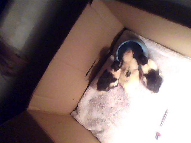Robb, Phil and Arya at 2-8 hours old
