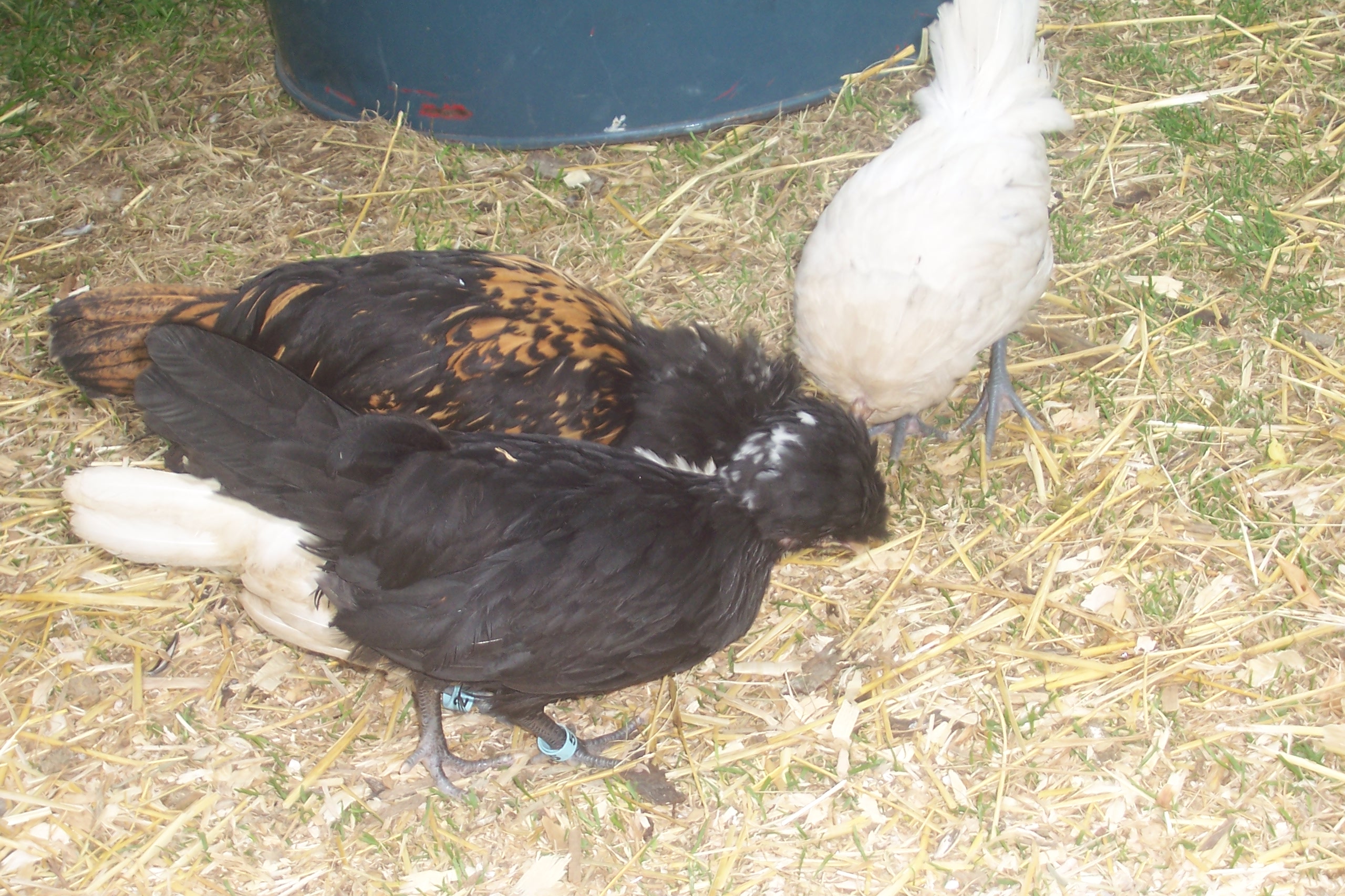 Robin, Apple Pie, Tiny Splash