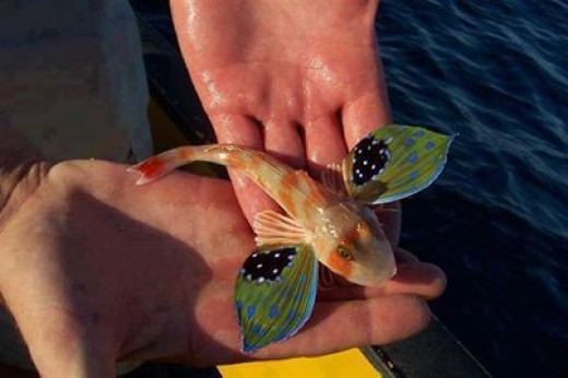 robin fish