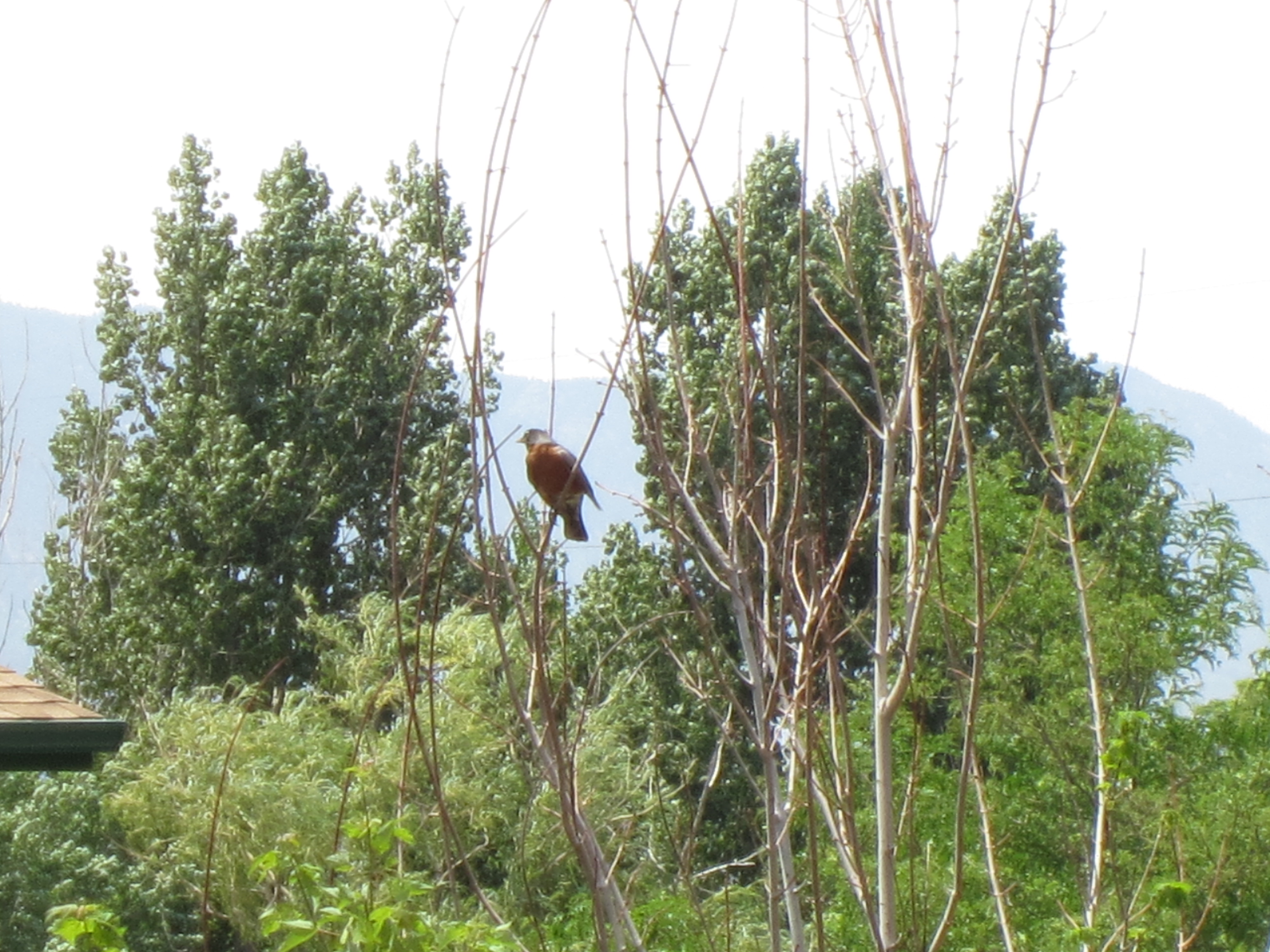 Robin is all better!