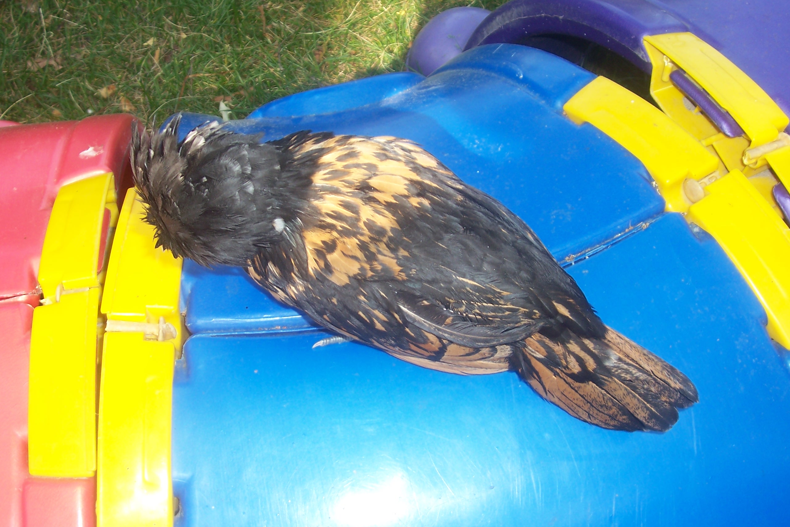 Robin My Polish Hen Golden Laced