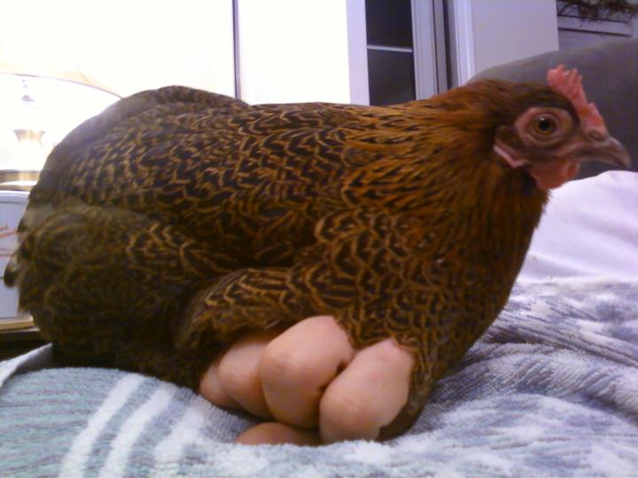 * Robin on Daddy's hand