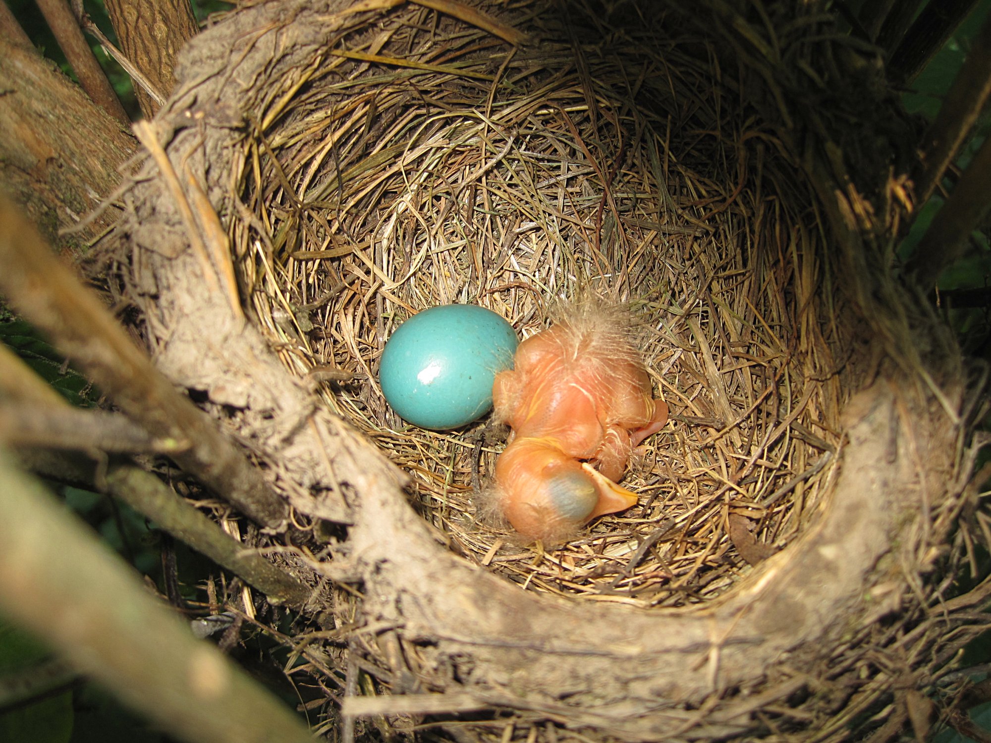 Robinnest071717c