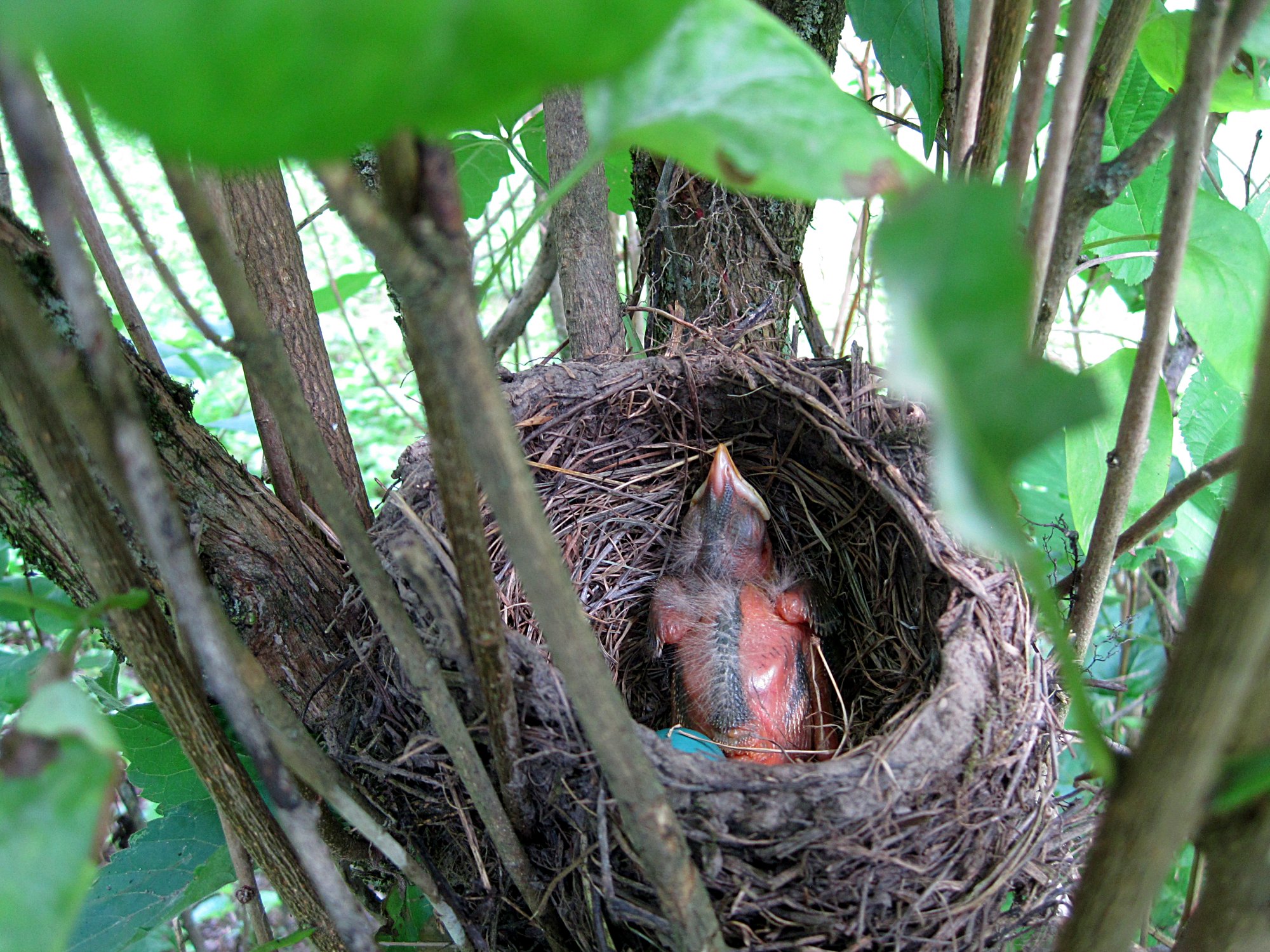 Robinnest072017a