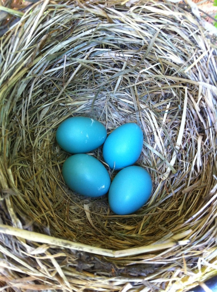 robin's eggs