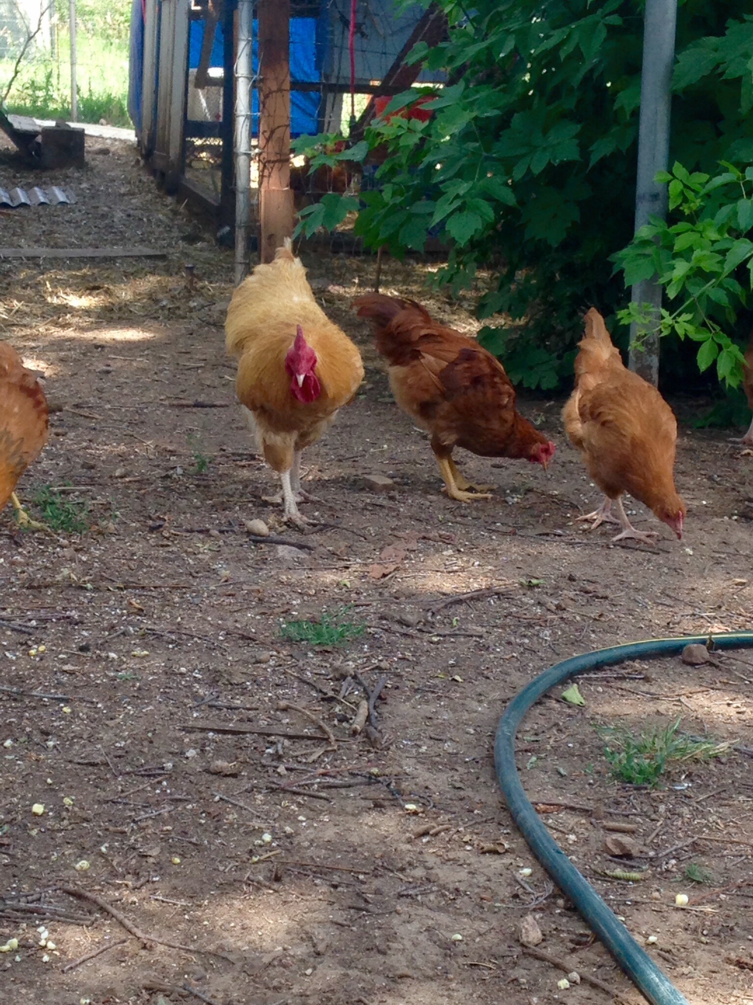 Rocco and his young pullets