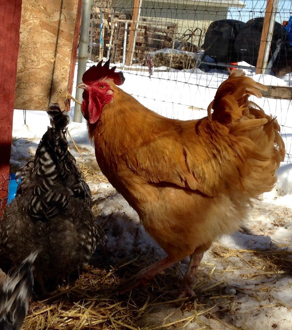 Rocco - he is recovering well from frostbite earlier this month and from a battle with the second in command roo. Rocco is now our lone rooster.