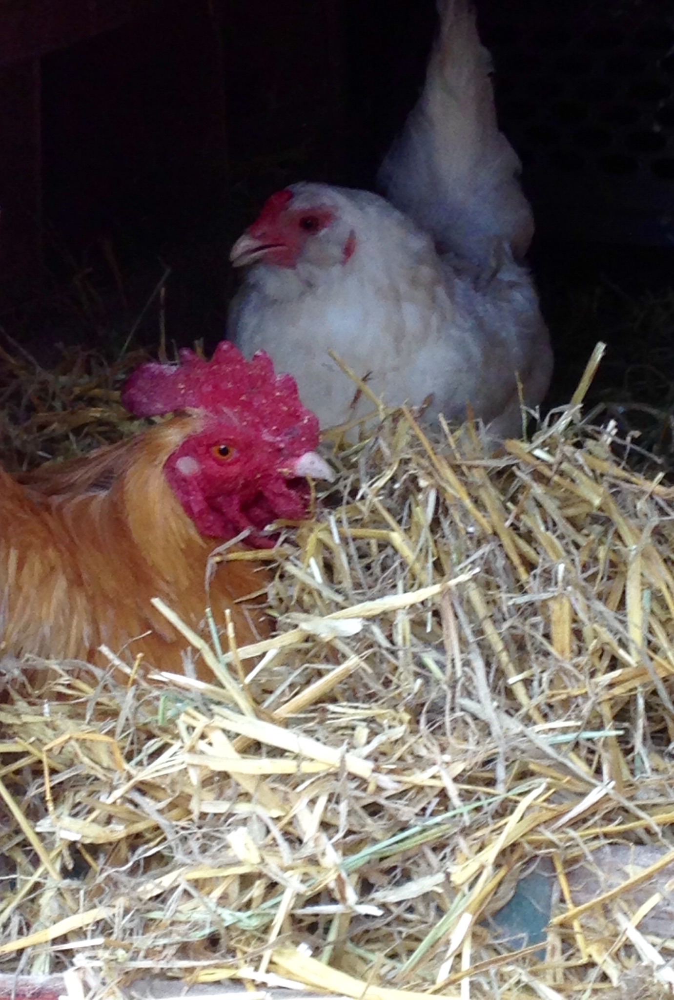 Rocco made a nest for this girl after she continued to complain about one of the nest boxes being blocked for a broody hatch.