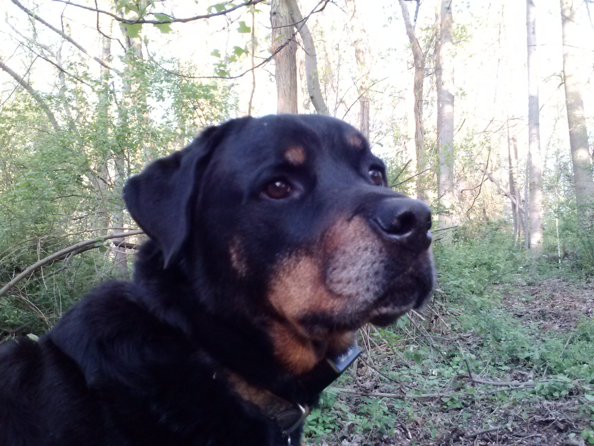 Rocco, my handsome boy<3