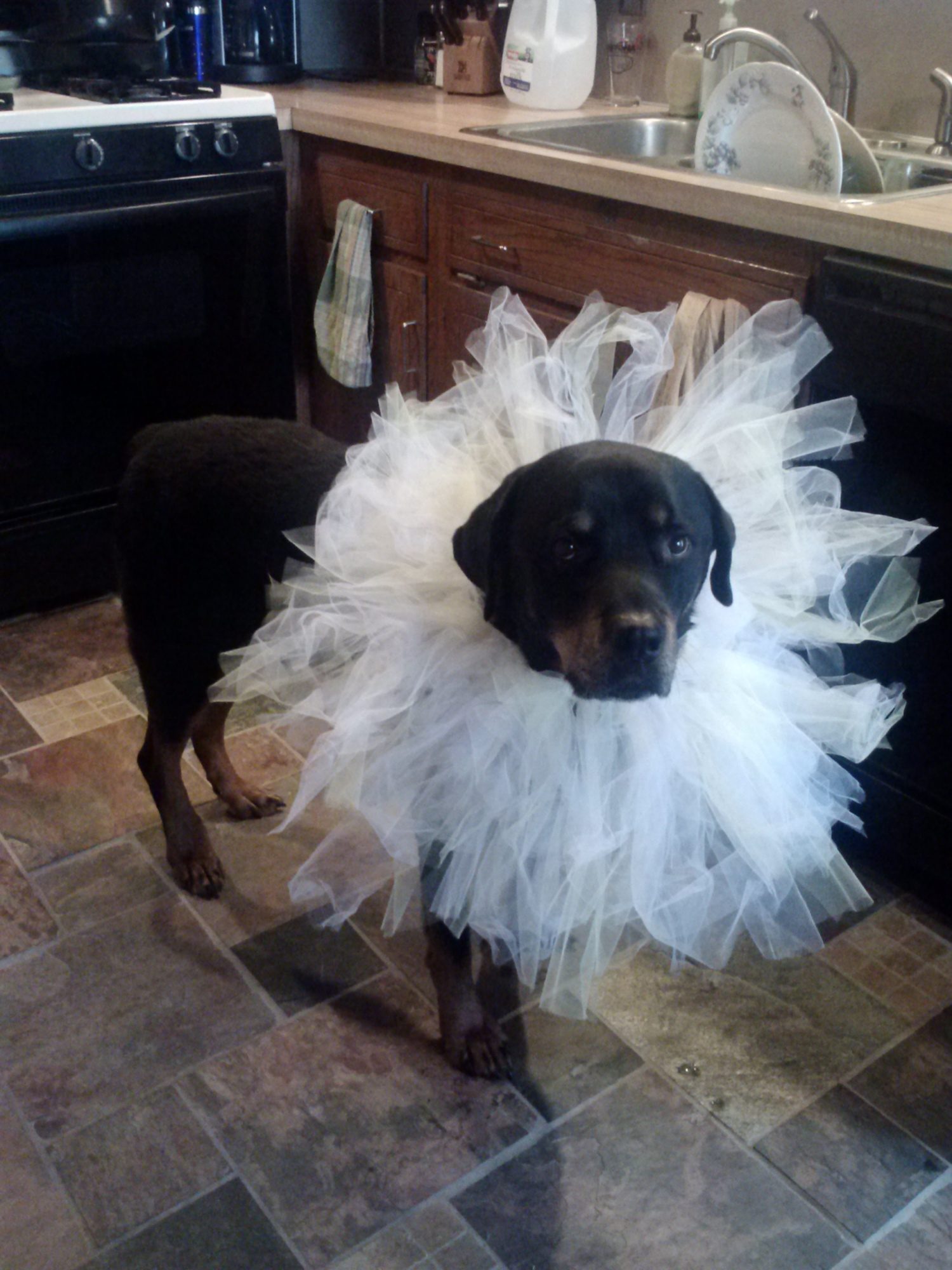 Rocco, the not so tuff Rottie
