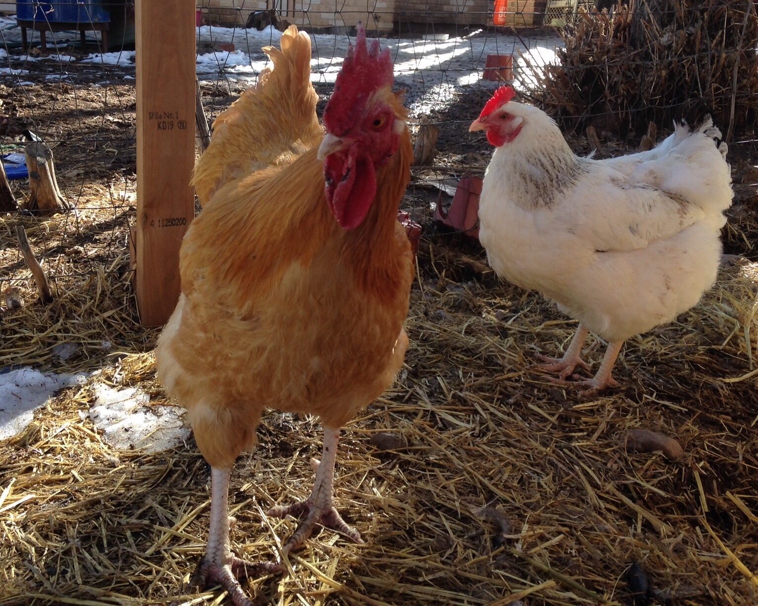 Rocco today, post fight with second in command roo, he is missing some of his wattle. Rocco now will be responsible for 23 hens.