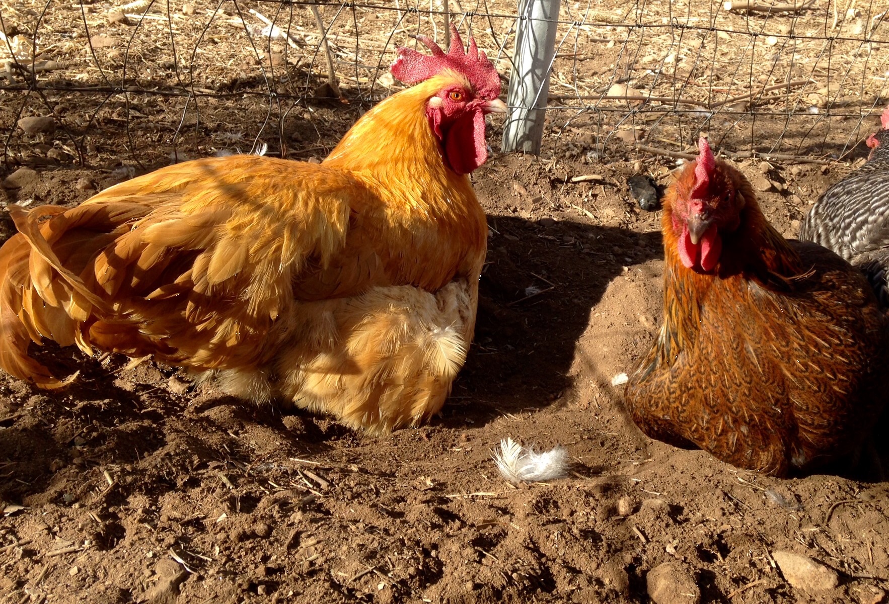 Rocco with Saffron one of our Welsummer hens dust bathing.