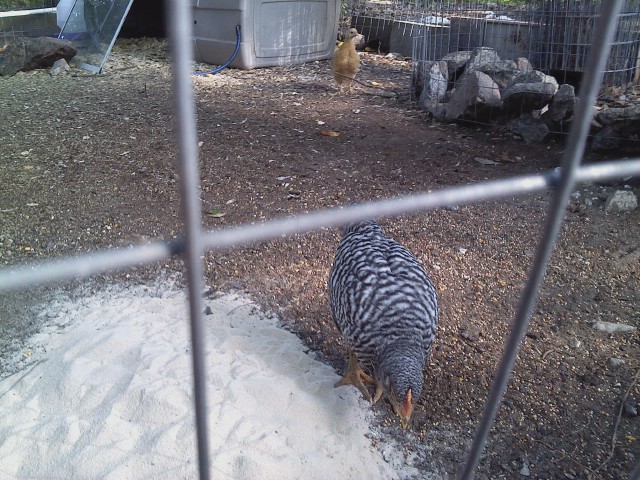Rock Roo 5.1.12