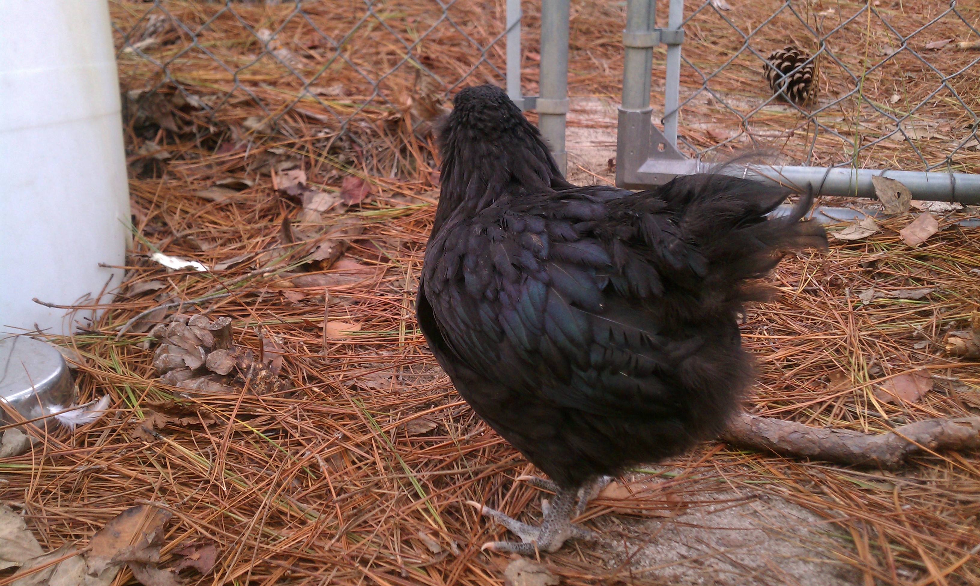 "Rockhopper": Ameraucana Roo