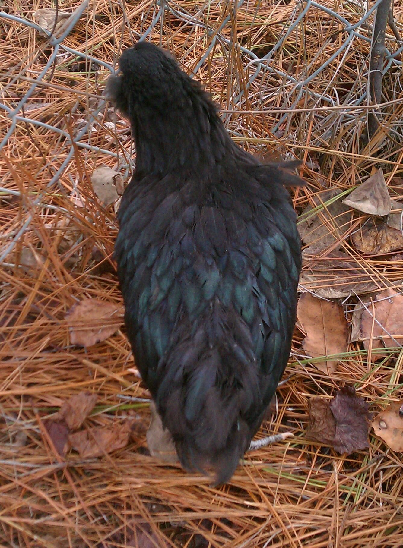 "Rockhopper" 's pretty plumage