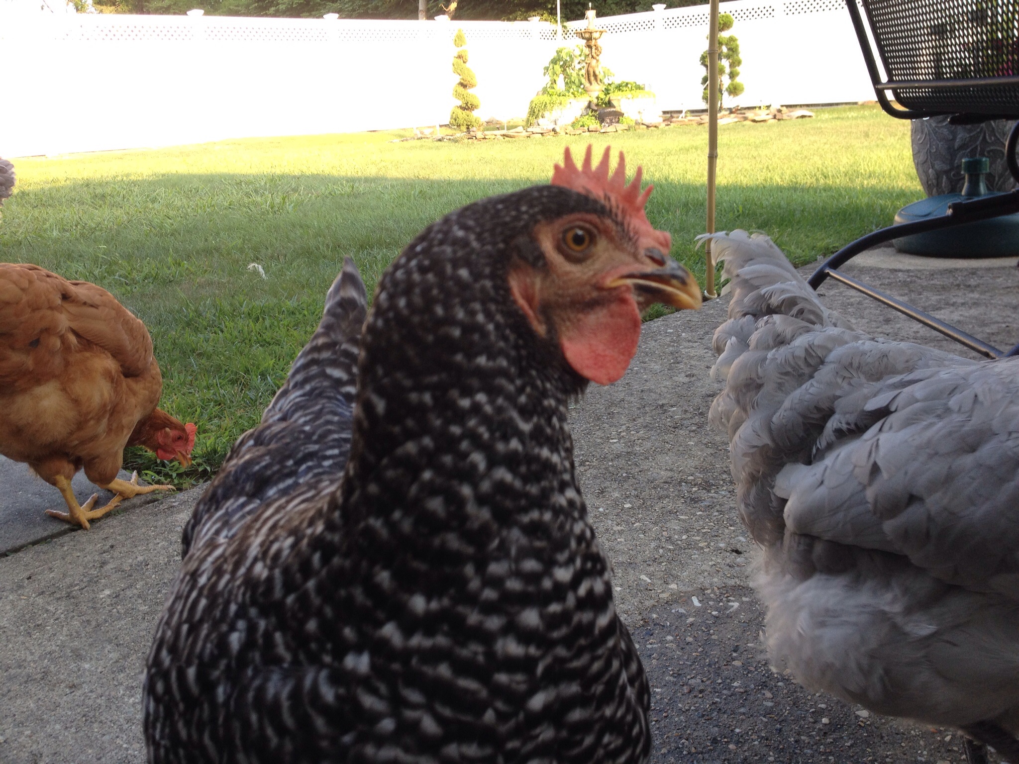 Rocksie
13 weeks old