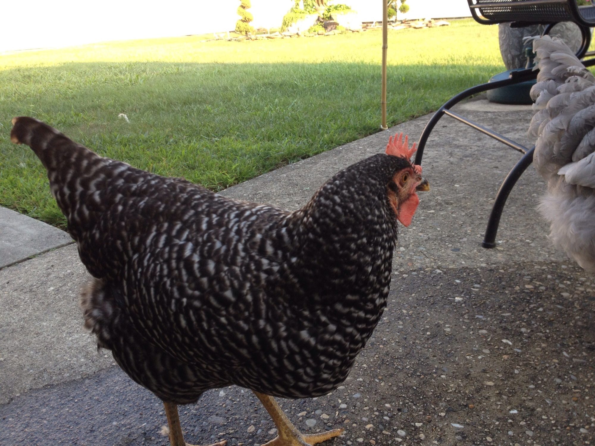 Rocksie
13 weeks old